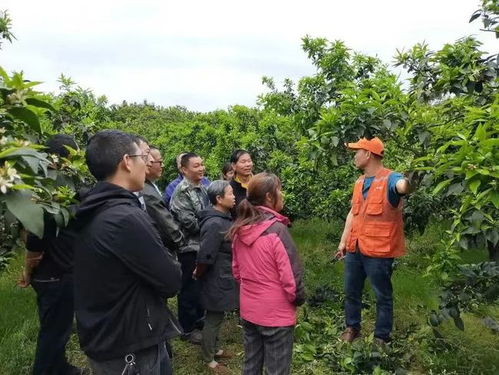 蒲江縣有家合作社獲評全國星級農(nóng)業(yè)科技社會化服務(wù)組織,快來看看