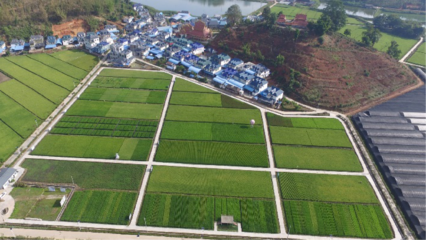 實踐勤耕讀 成長&ldquo;慧&rdquo;種稻--記云南大學(xué)多年生稻科技小院人才培養(yǎng)