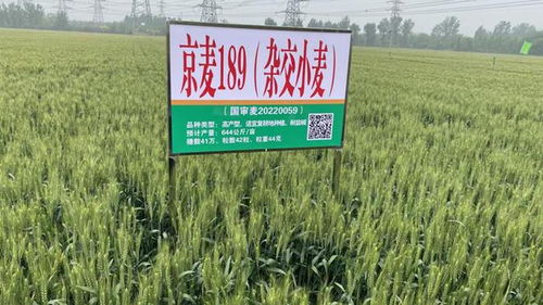 農(nóng)業(yè)新質(zhì)生產(chǎn)力看北京 煥新品種 擎動未來