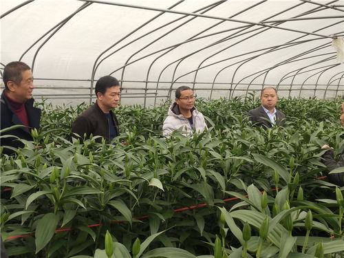 福建實(shí)現(xiàn)百合花種球國產(chǎn)化繁育