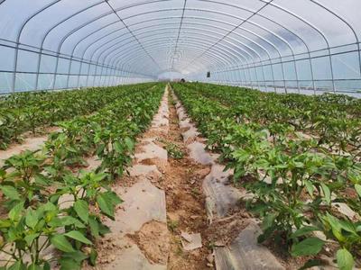 彭陽(yáng)農(nóng)業(yè)農(nóng)村局和縣科協(xié)聯(lián)合開展農(nóng)業(yè)科技志愿者科普宣傳活動(dòng)