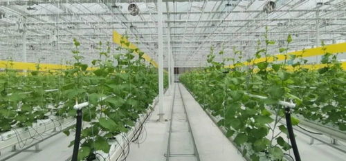 海爾卡奧斯 如何用工業的方式服務農業