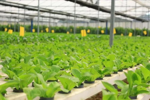 廣東一豐農業科技公司入駐深圳灣 肇慶 新經濟加速器