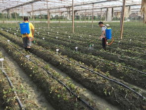 科技助力綠色農(nóng)業(yè) 四川農(nóng)科院植保所深入雙流開展草莓病害防控服務