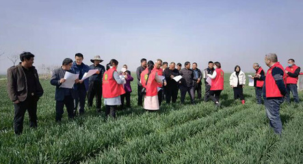 冬小麥“科技壯苗”專項行動 科技賦能穩(wěn)產(chǎn)增收